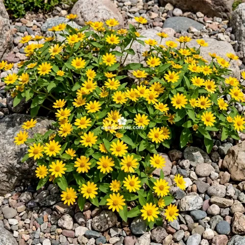 Melampodium Butter Daisy Melampodium Divaricatum Seeds