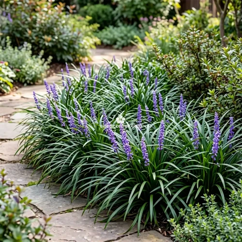 Monkey Grass Liriope Muscari Seeds