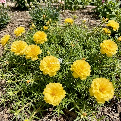 Moss Rose Yellow Portulaca Grandiflora Seeds