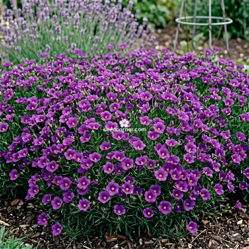 Cup Flower Purple Robe Nierembergia Hippomanica Seeds