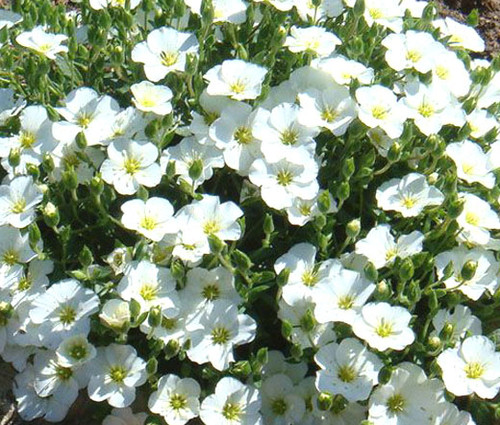 Cup Flower White Robe Nierembergia Hippomanica Seeds