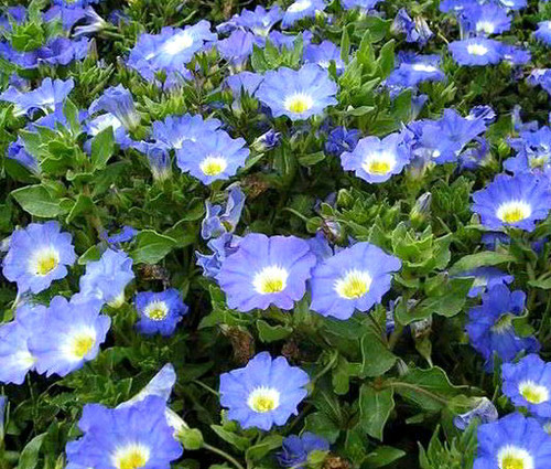 Moss Rose White Portulaca Grandiflora Seeds