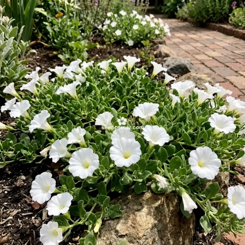 Chilean Bellflower White Nolana Paradoxa Seeds