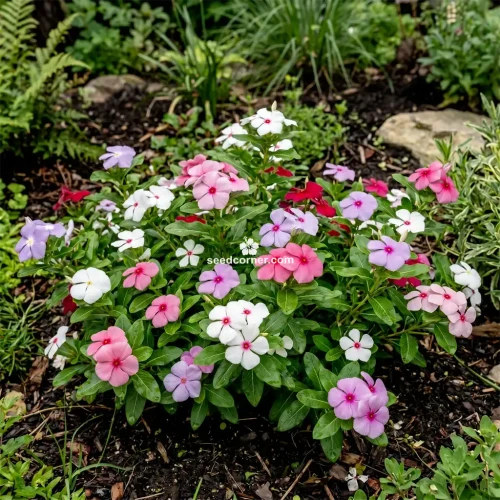 Periwinkle Dwarf Little Mix Catharanthus Roseus Seeds