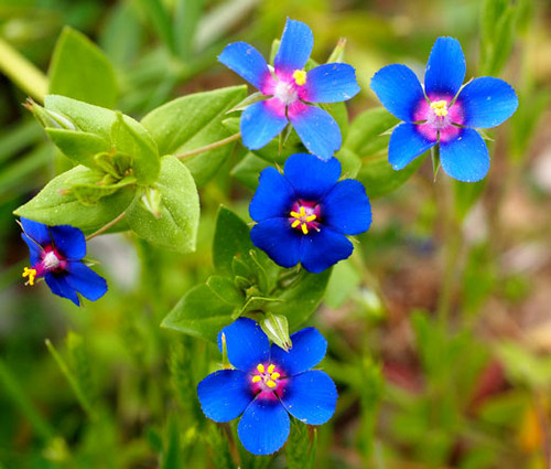 Pimpernel Blue Anagallis Monelli Seeds Pimpernel Blue Anagallis Monelli Seeds