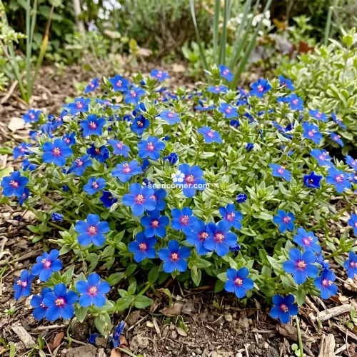 Pimpernel Blue Anagallis Monelli Seeds