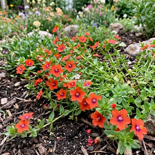 Pimpernel Scarlet Seeds Anagallis Monelli Seeds