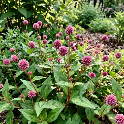 Knotweed Pink Punching Balls Polygonum Capitatum Seeds
