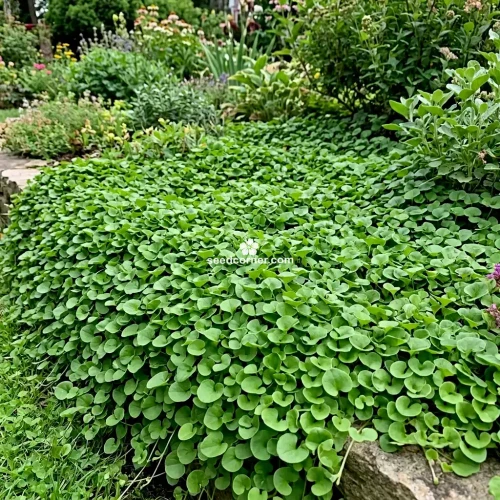 Dichondra Dichondra Repens Seeds