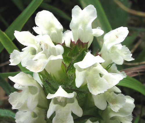 Prunella Self Heal White Prunella Grandiflora Alba 