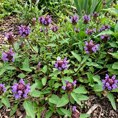 Prunella Self Heal Prunella Vulgaris Seeds 2