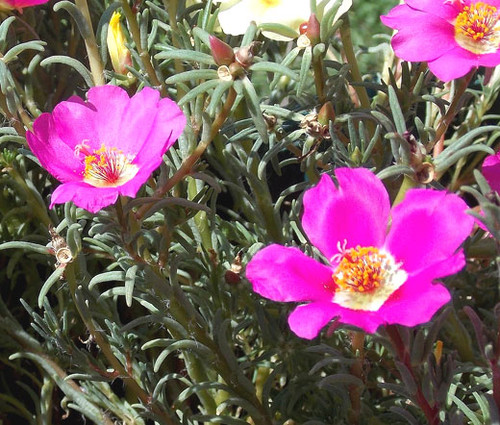 Purslane Toucan Fuchsia Portulaca Oleracea Seeds