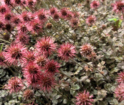 New Zealand Burr Bronze Acaena Microphylla Seeds