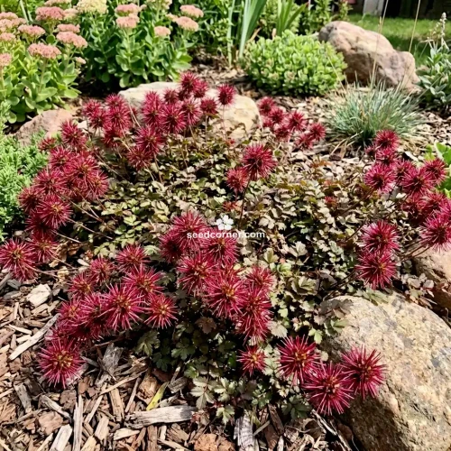 New Zealand Burr Acaena Inermis Purpurea Seeds