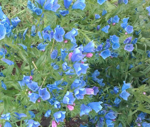 Viper's Bugloss Blue Bedder Dwarf Echium Plantagineum Seeds 