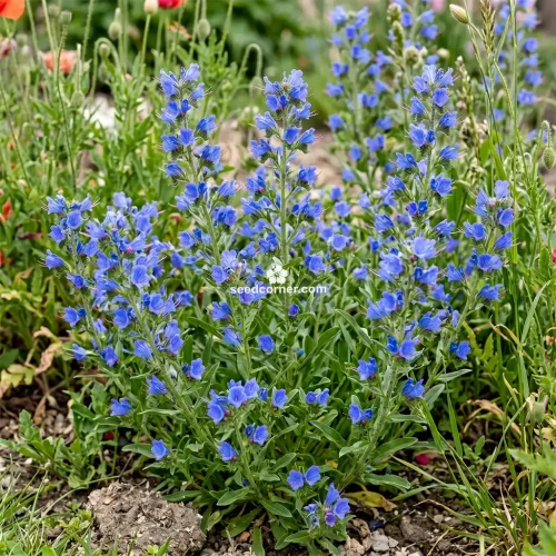 Viper's Bugloss Blue Bedder Dwarf Echium Plantagineum Seeds 