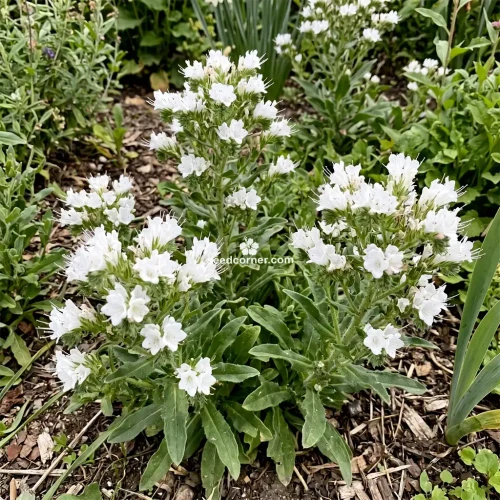 Viper's Bugloss White Bedder Dwarf Echium Plantagineum Seeds