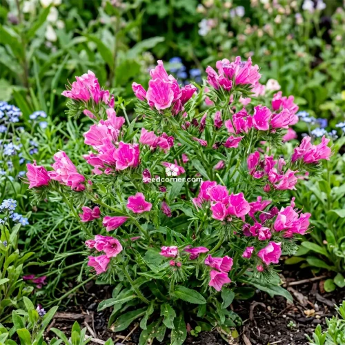 Viper's Bugloss Rose Pink Bedder Dwarf Echium Plantagineum Seeds
