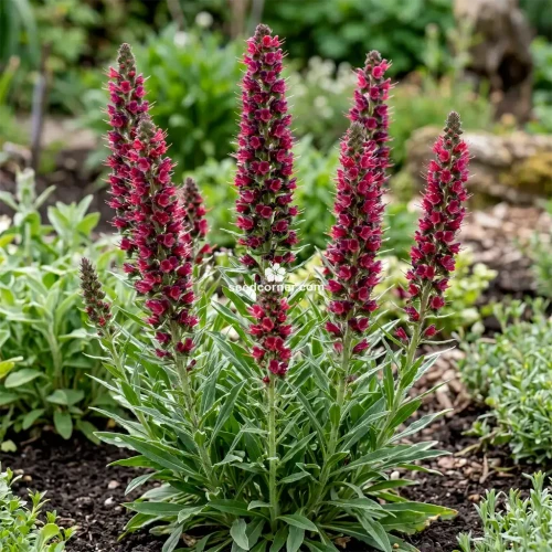 Viper's Bugloss Red Russian Seeds Echium Russicum Rubrum Seeds