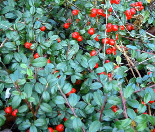 Wintergreen Creeping Gaultheria Procumbens Seeds