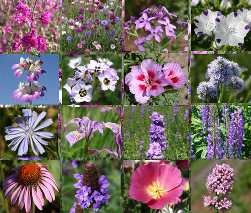 Wildflower Mix Red Seeds