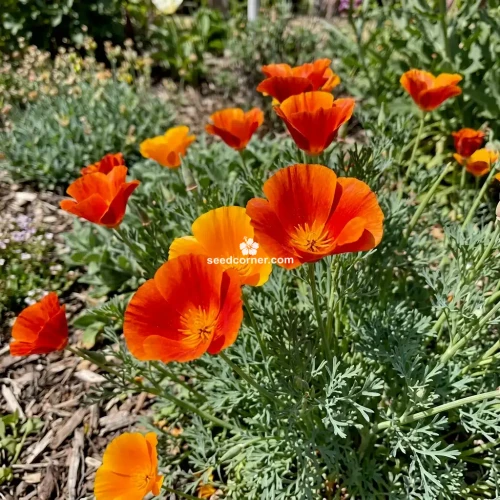 California Poppy Mikado Seeds Eschscholzia Californica 