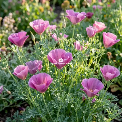 California Poppy Purple Gleam Eschscholzia Californica  Seeds 