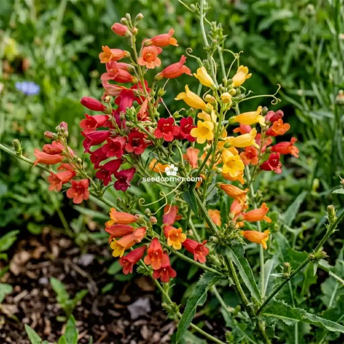 Chilean Glory Vine Mix Eccremocarpus Scaber Seeds