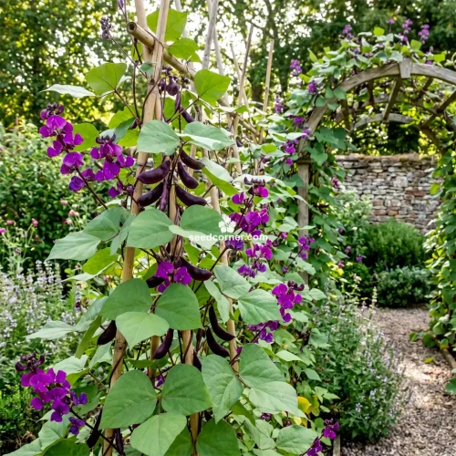 Hyacinth Bean Lablab Purpureus Seeds