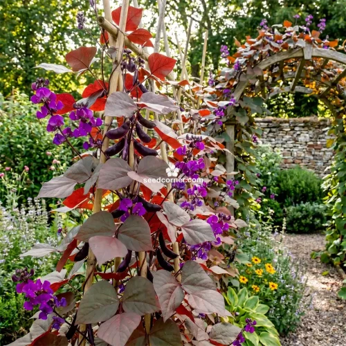 Hyacinth Bean Red Leaved Lablab Purpureus Seeds