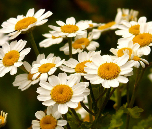 Feverfew Organic Tanacetum Parthenium Seeds