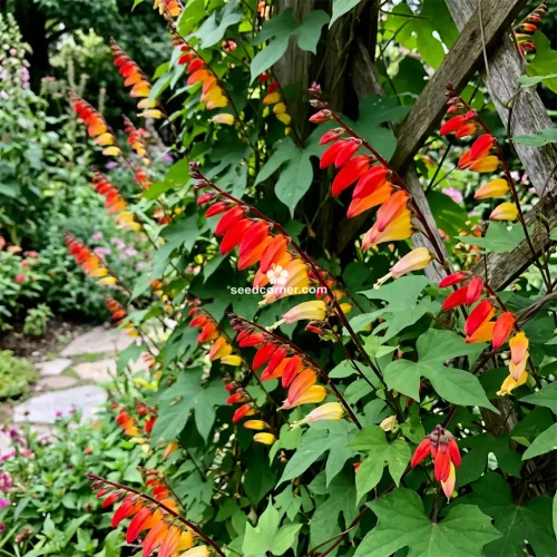 Firecracker Vine Ipomoea Lobata Seeds