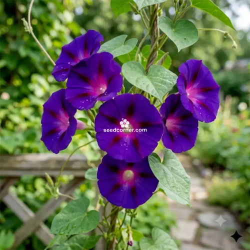 Morning Glory Grandpa Ott Ipomoea Purpurea Seeds 
