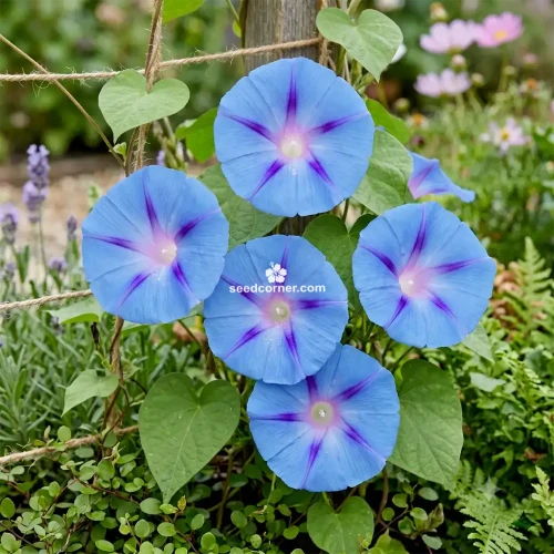 Morning Glory Caprice Ipomoea Purpurea Seeds