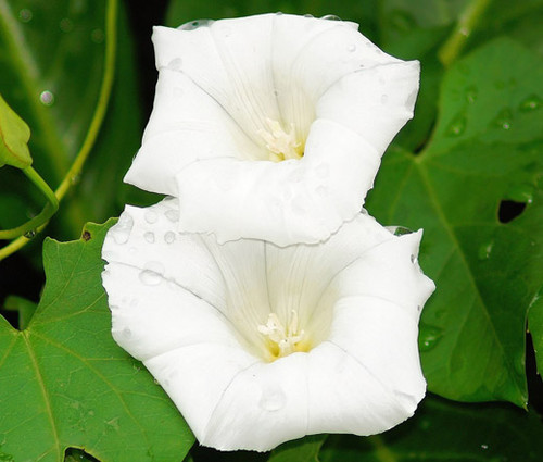 Morning Glory Pearly Gates Ipomoea Tricolor Seeds