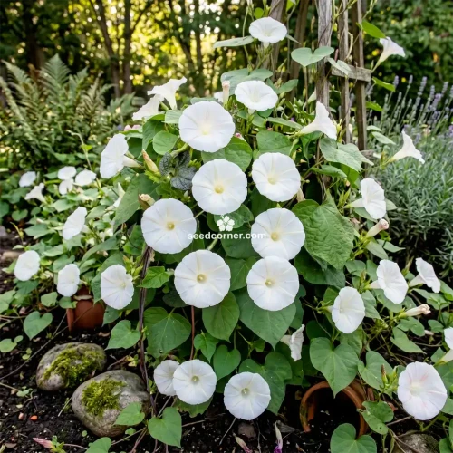 Morning Glory Pearly Gates Ipomoea Tricolor Seeds