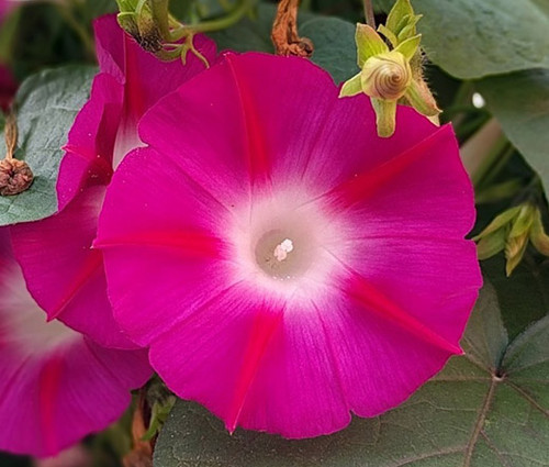 Morning Glory Crimson Rambler Ipomoea Purpurea Seeds