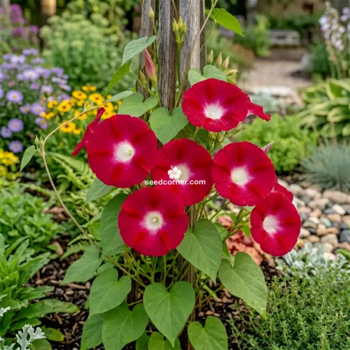 Morning Glory Crimson Rambler Ipomoea Purpurea Seeds