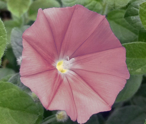 Morning Glory Japanese Chocolate Ipomoea Nil