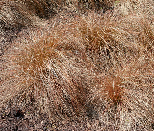 Sedge Weeping Brown Seeds Carex Flagellifera