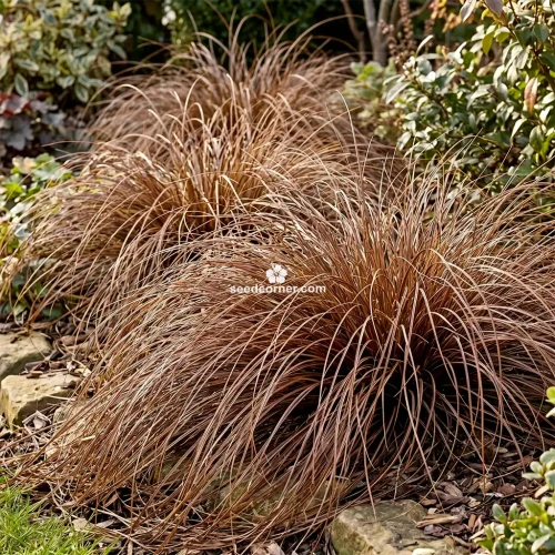 Sedge Weeping Brown Seeds Carex Flagellifera