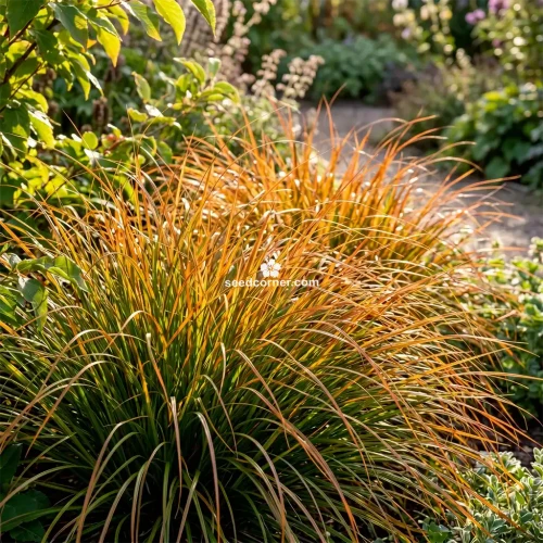 Sedge New Zealand Orange Prairie Fire Carex Testacea 
