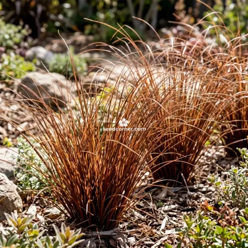 Sedge Leatherleaf Red Rooster Carex Buchananii Seeds