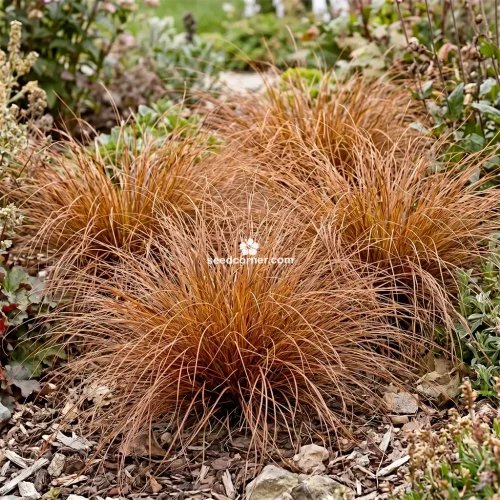 Sedge New Zealand Hair Cappuccino Carex Tenuiculmis Seeds