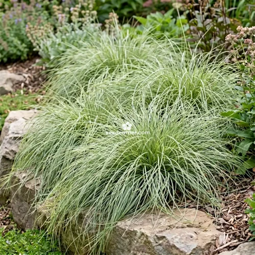 Sedge New Zealand Hair Amazon Mist Carex Comans Seeds