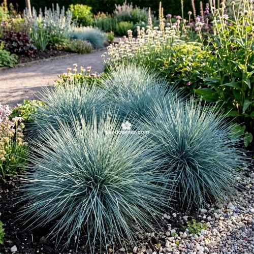 Grey Hair Grass Spiky Blue Corynephorus Canescens Seeds 
