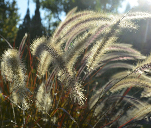 Fountain Grass Black Pennisetum Alopecuroides Viridescens Seeds 