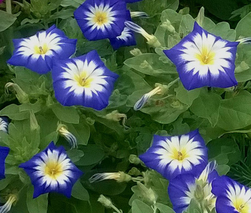 Morning Glory Dwarf Ensign Royal Blue Convolvulus Tricolor Minor Seeds