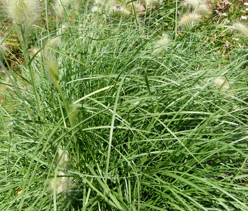 Fountain Grass Pennisetum Alopecuroides Seeds