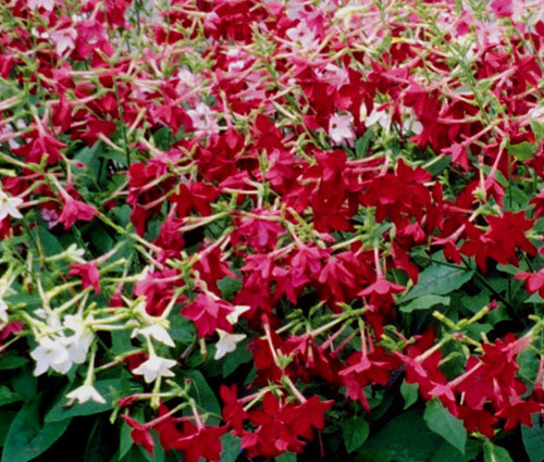 Tobacco Flowering Nicotiana Alata Seeds